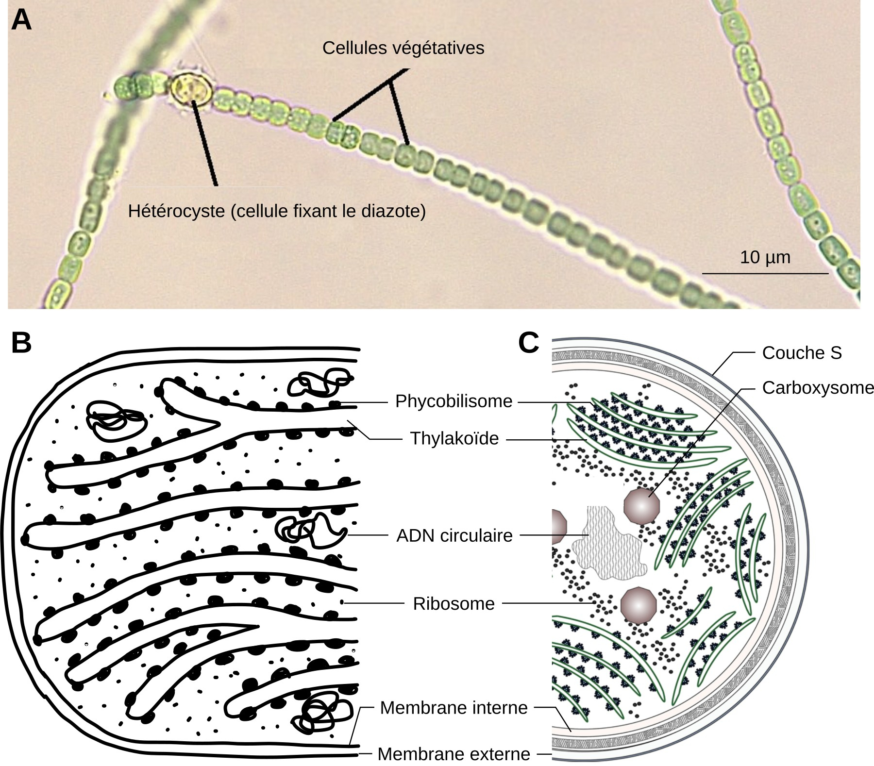 les-endosymbioses-dans-l-histoire-volutive-des-eucaryotes-planet-vie
